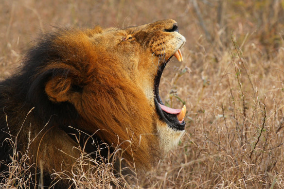 Peckish? A lion yawns in the Edeni Game Reserve in South Africa. 