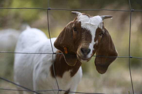 Goats will eat almost anything  - but tend to leave native vegetation. 