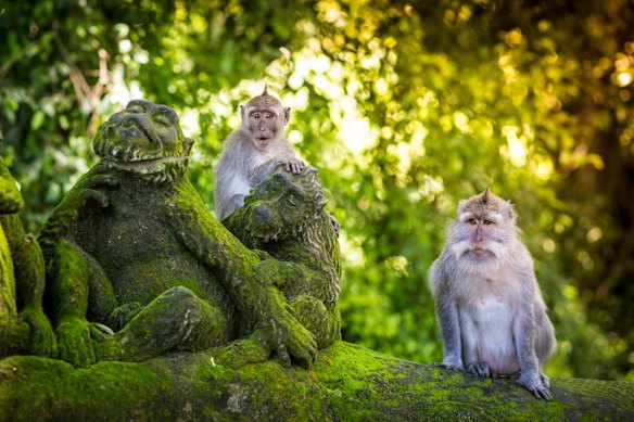 Macaques perched on moss-covered stone carvings in Bali.