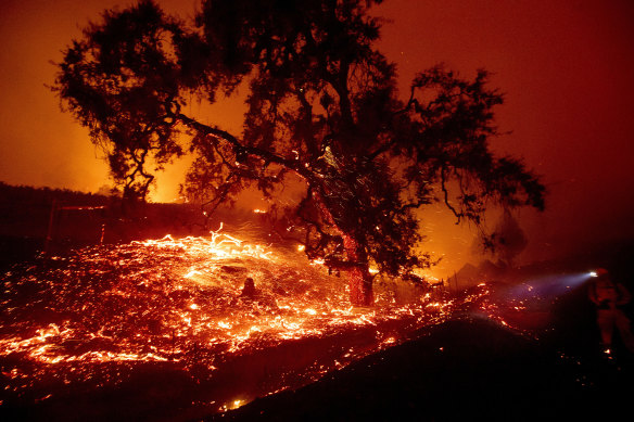 Embers fly from a tree as the Kincade Fire burns near Geyserville, California.