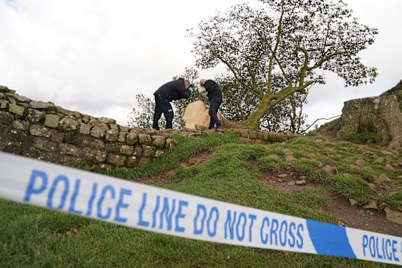 Police examine the felled Sycamore Gap tree, on Hadrian’s Wall, on September 29, 2023.