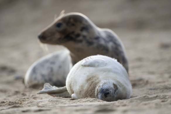A grey seal and her pup on the beach at Horsey Gap in Norfolk, England. The One Planet Summit aims to protect the world's biodiversity, including marine ecosystems.