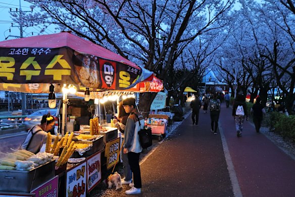 On tour – Cherry Blossom Road in the Sasang-gu district of Busan, South Korea.