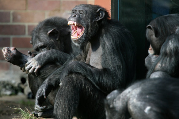 Chimpanzees are regarded as the deadliest animals commonly kept in captivity. 