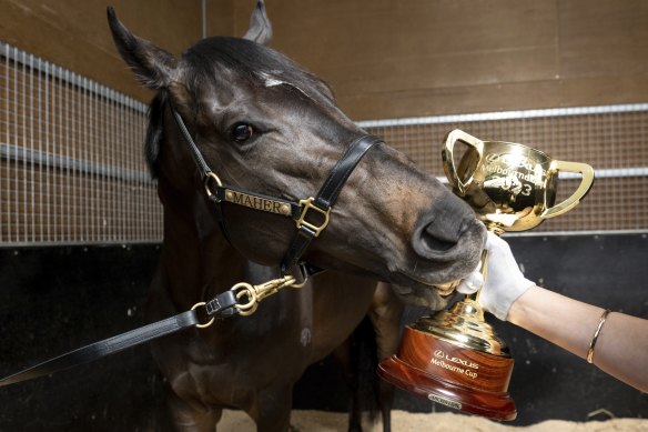 Gold Trip is aiming to defend his Melbourne Cup title.