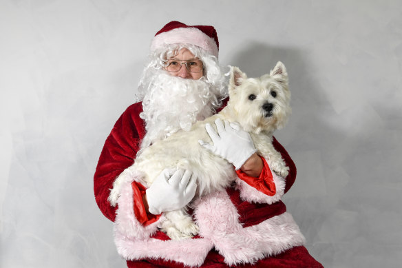 Happy Christmas: Santa Claus, aka Jo Harris, poses with West Highland Terrier Spencer.