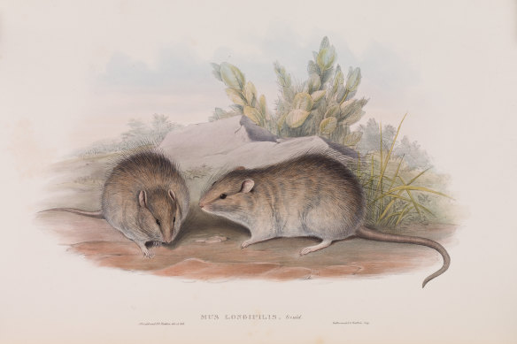 The long-haired rat seen in  J. Gould's Mammals of Australia, 1863, Vol 3, Pl 13. Tim Bonyhady offers  a fascinating case study in the history of science. Illustration: See What You Made Me Do by Jess Hill.