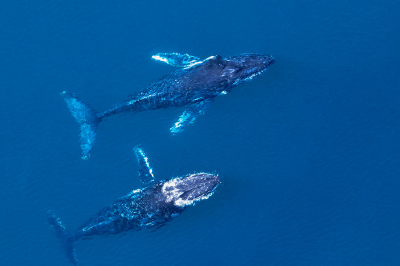 Whales have always been a favoured reason to visit the area in winter and spring.