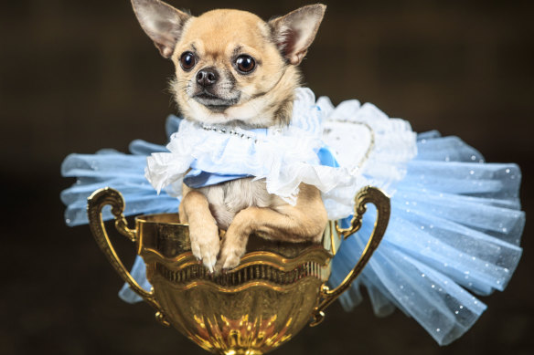 No size limits on personality. Pictured: a Chihuahua.