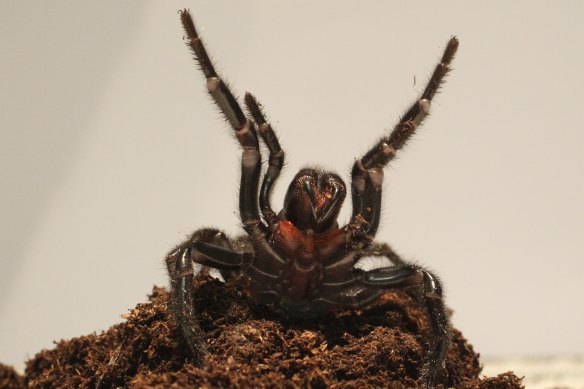 The Australian Reptile Park is asking people to safely catch spiders for its antivenom program.