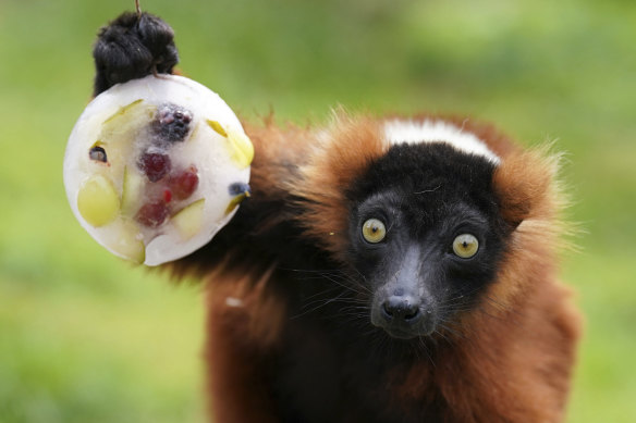 A red ruffed lemur enjoys an ice block filled with fruit at Blair Drummond Safari Park near Stirling, Scotland, as temperatures soared across Britain.
