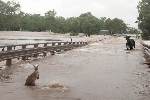 A wallaby and a cow at the Fitzroy Crossing Bridge.