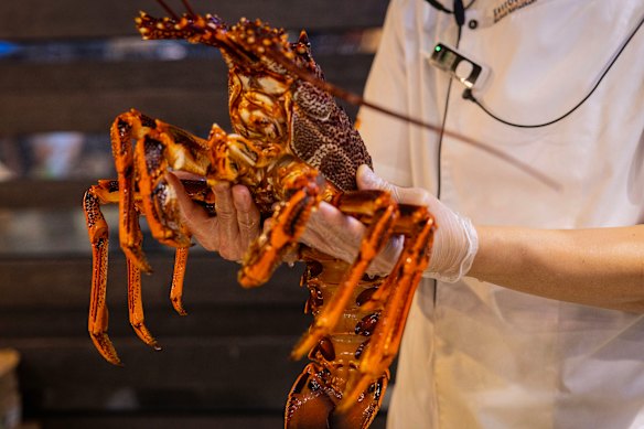 The British government will ban the boiling of live lobsters and other seafood. 