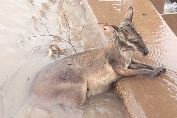 A wallaby in floodwater in the Kimberley region.