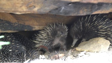 Echidnas at Lane Cove National Park.