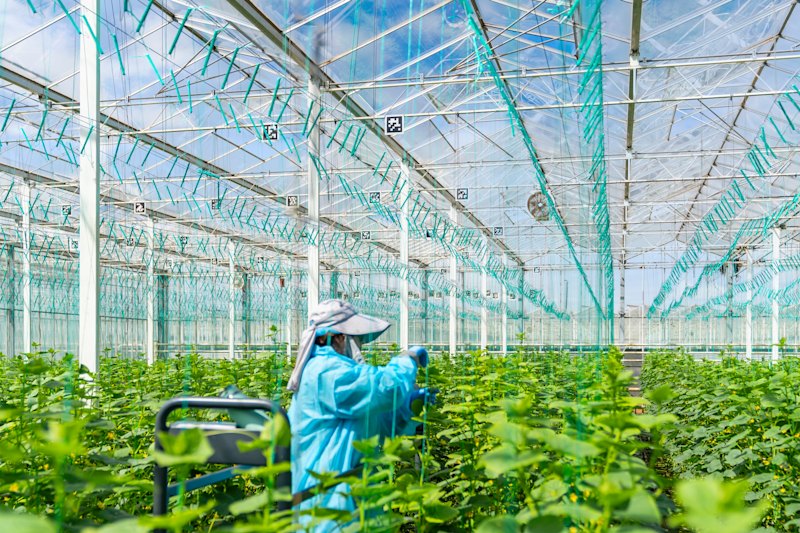 The hydroponic glasshouse facility at Two Wells in South Australia is Australia’s largest