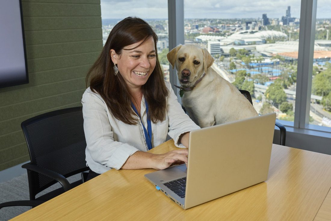 Amazon deals office dogs