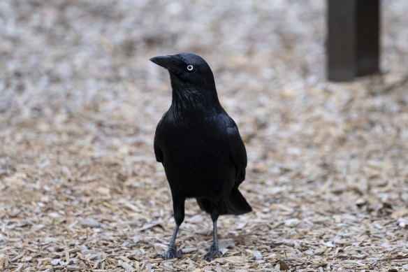 A little raven in Coburg eyes off our photographer warily.