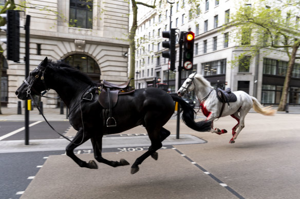 Two horses on the loose bolt through the streets of London near Aldwych, on Wednesday April 24, 2024. Several military horses bolted during routine exercises near King Charles III’s main residence in London on Wednesday and ran loose through the center of the city, injuring at least four people and colliding with vehicles during the morning rush hour. (Jordan Pettitt/PA via AP)