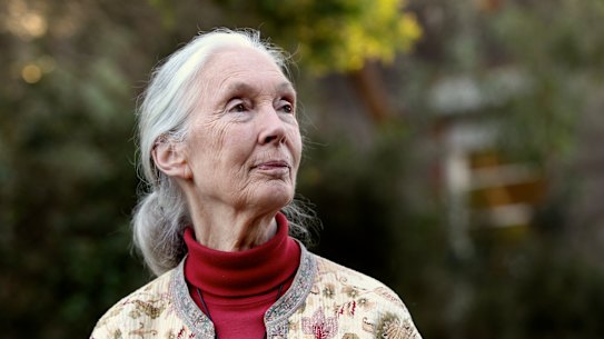Jane Goodall at the Taronga Zoo, Sydney, May 2014.
