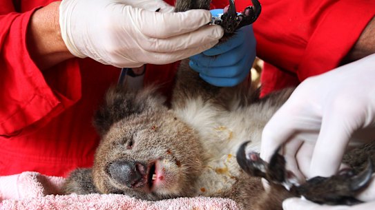 An injured koala is treated at the Kangaroo Island Wildlife Zoo.