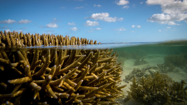 ‘Second to none’: Australia responds to UNESCO’s Great Barrier Reef warning