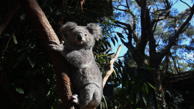 Conservationists to clash with government at koala summit