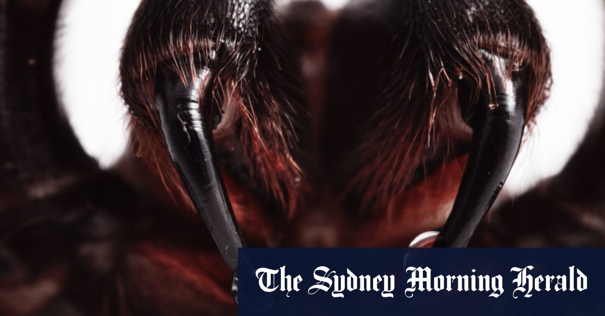www.smh.com.au