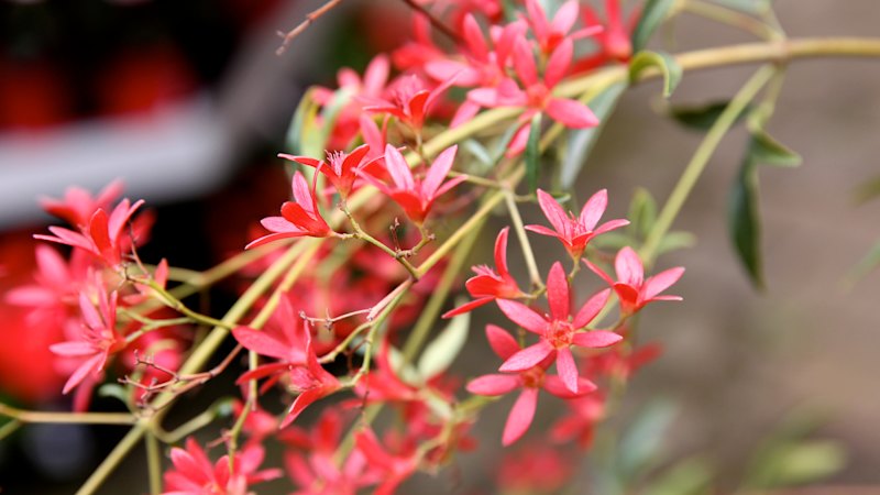 Ditch the hot-housed poinsettia. This Christmas native puts on a better show