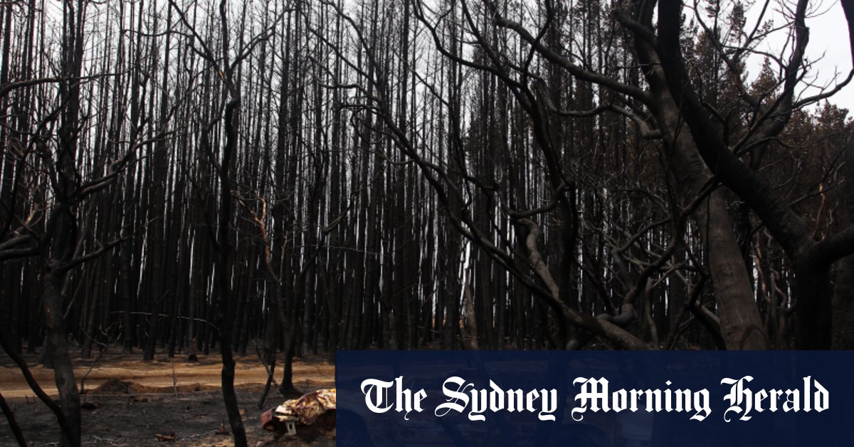 The forestry vision that turned into a nightmare - Sydney Morning Herald