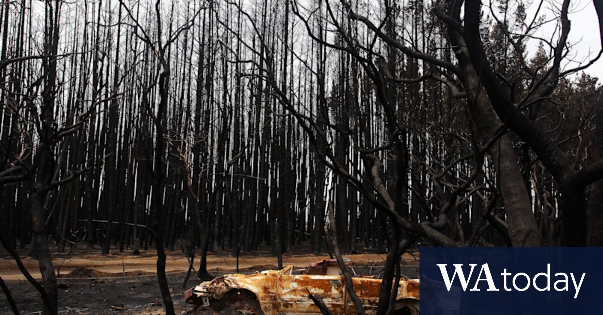 The forestry vision that turned into a nightmare - Vimarsana News