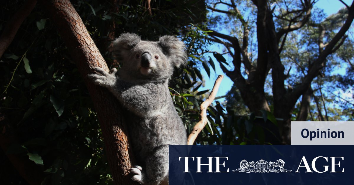 Destruction of Appin koala habitat a disgrace
