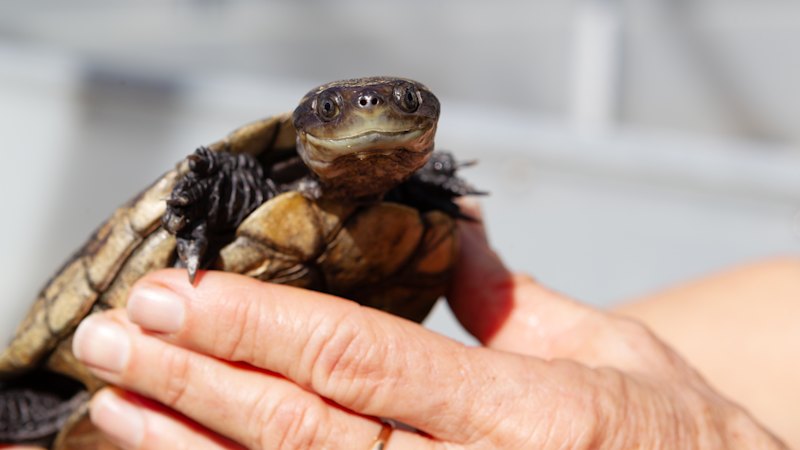 A suburban backyard and a $4 million lifeline: How WA’s endangered residents are being resurrected