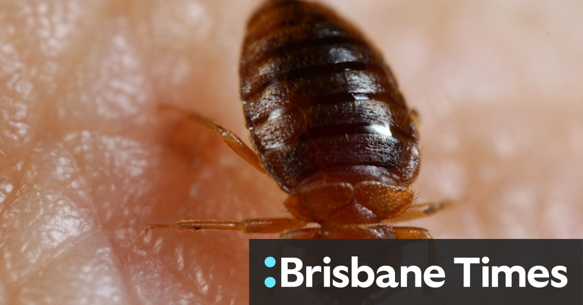 "Russia spread bedbug panic in France, intelligence services suspect - Vimarsana News