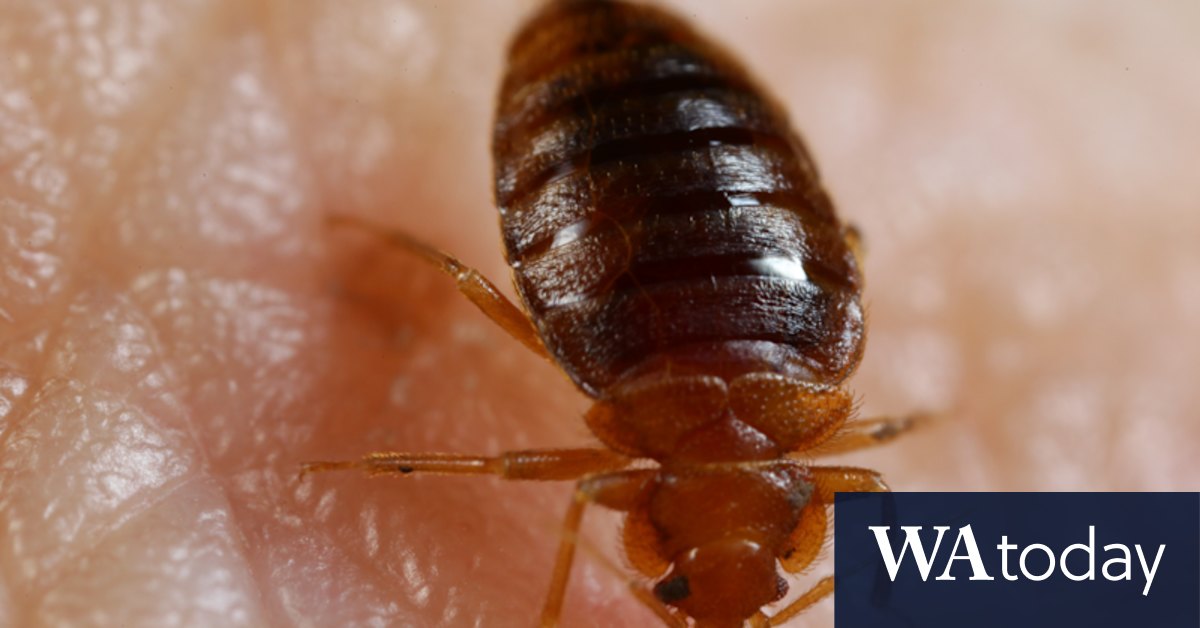 "Russia spread bedbug panic in France, intelligence services suspect - Vimarsana News