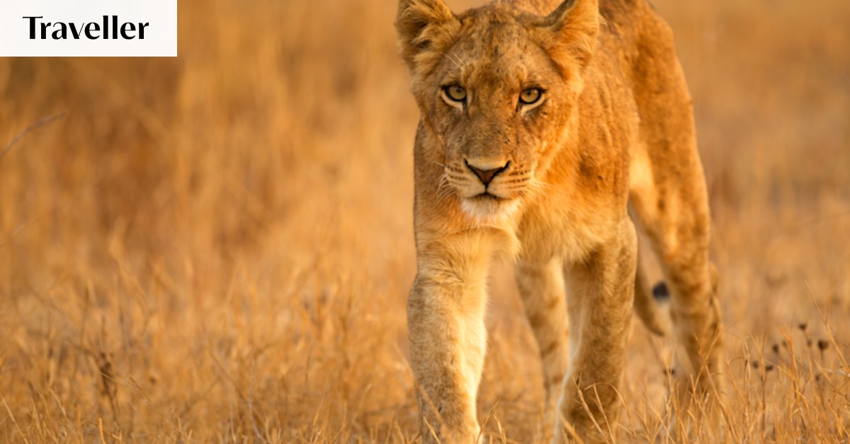 ‘If you run, you become prey’: In this camp, not all guests are human