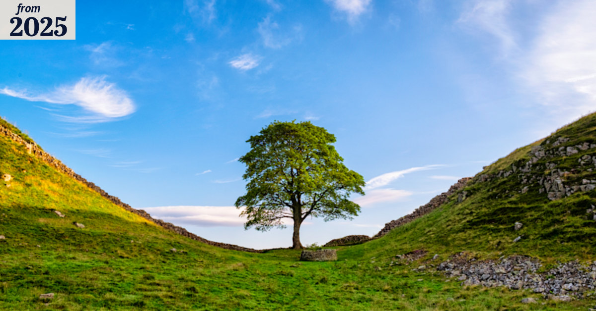 Sycamore Gap tree: Video shows the moment 150-year-old tree was ...