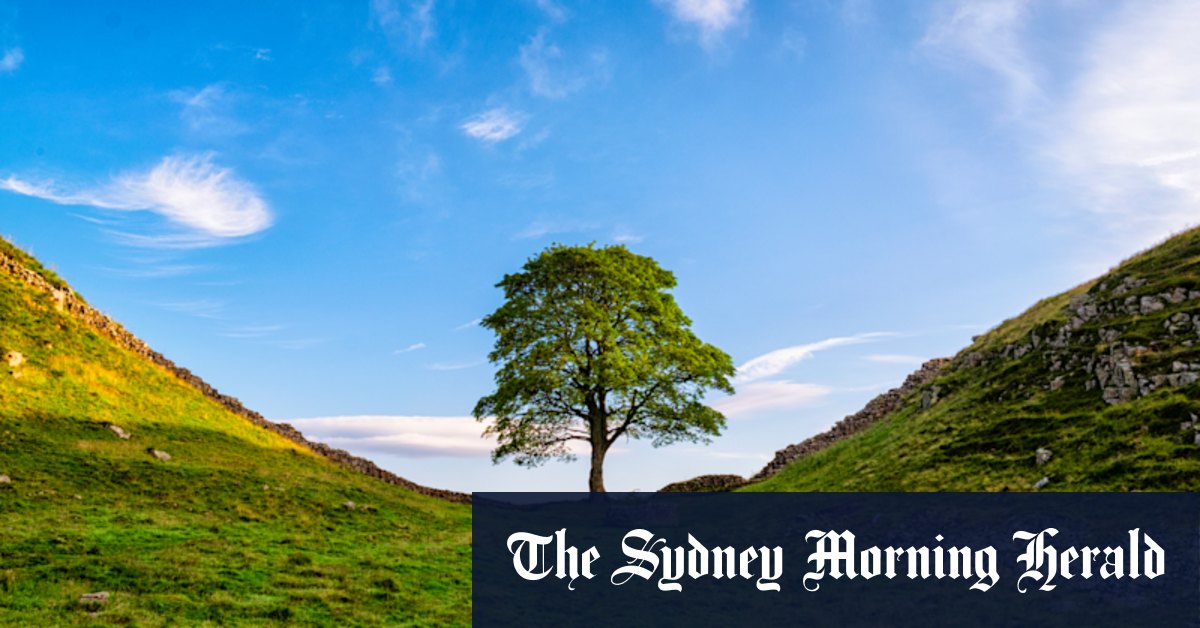 Video shows the moment 150-year-old tree was chainsawed down near Hadrian’s Wall