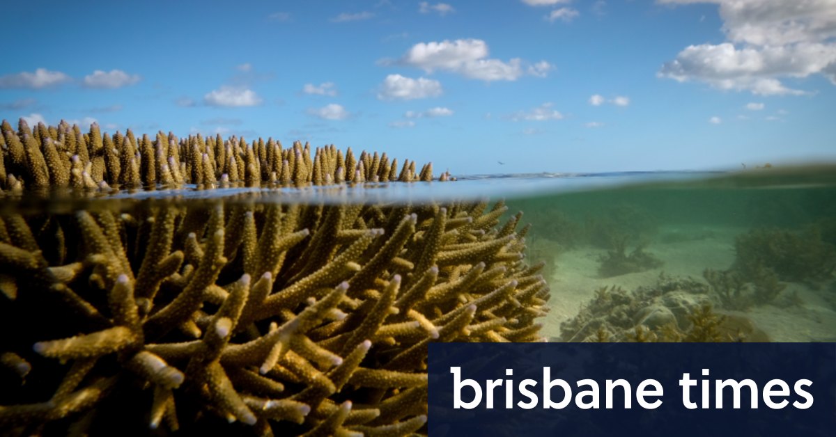 Kritikus membuat rencana untuk Barrier Reef saat ancaman pemutihan meningkat