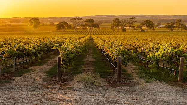Yalumba champions the traditional Aussie cab-shiraz blend.