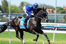 Skua is among the chances in this year’s Victoria Derby.