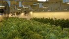 Cann Group’s medicinal marijuana growing operations in Mildura.