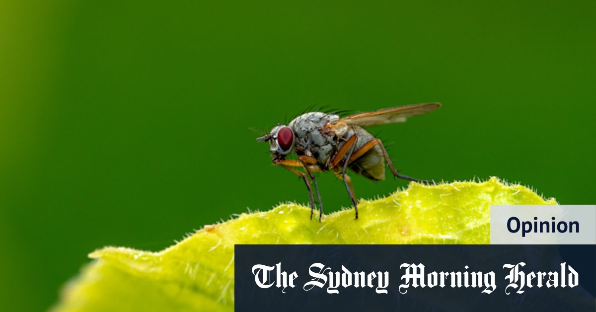 Smaller than a housefly’s scrotum? Germans have a word for that