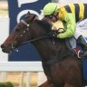 Scopics another year wiser for a charge at Mudgee feature