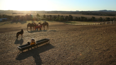 Gabriella Phillips, with camels on her family's farm near Muswellbrook in the upper Hunter. 