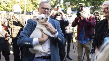 Opposition leader Anthony Albanese with a dog attending his press conference at a Sydney community center.