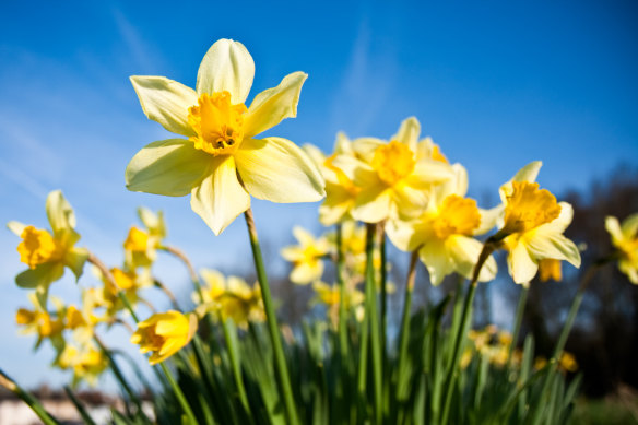 Daffodil bulbs should be planted in early autumn.