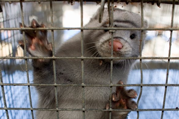 The 'cluster 5' strain of coronavirus connected to mink farms has been identified in 12 people in Denmark.