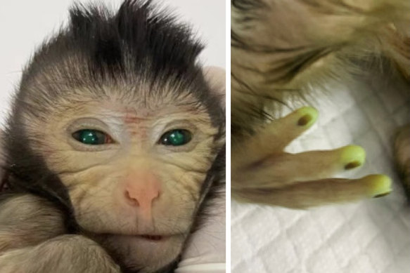 The monkey “chimera” with fluorescent eyes and fingertips, created by genetic researchers in China.