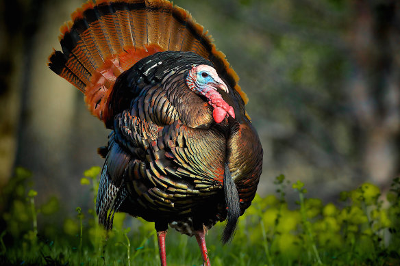 Turkeys at the old farm were gangsters. terrorising the dogs and strangers coming down the drive.